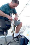 stick marsh fishing reports