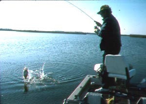 stickmarsh fishing reports