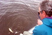 stick marsh fishing report